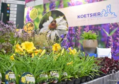 Hemerocallis of Koetsier Vaste Planten. 